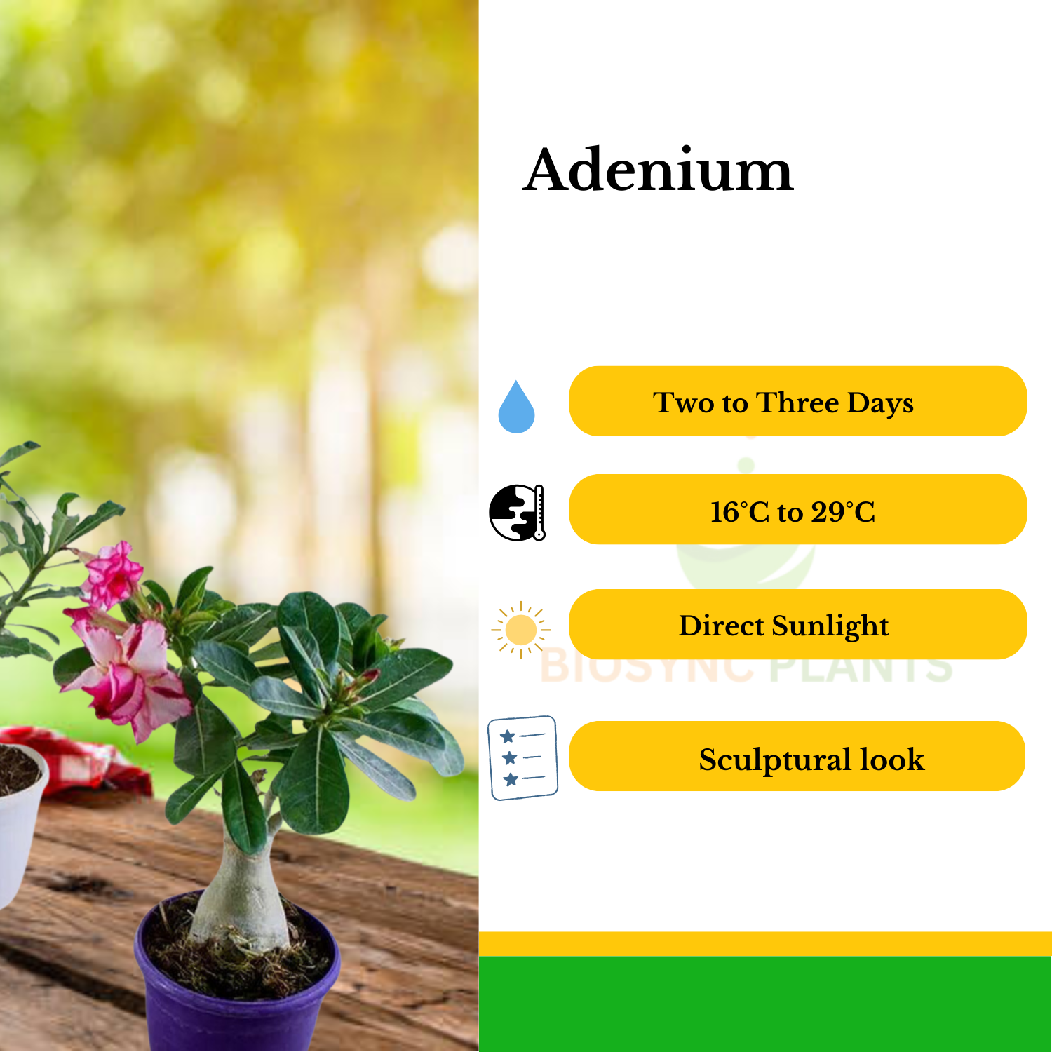 Adenium Obesum