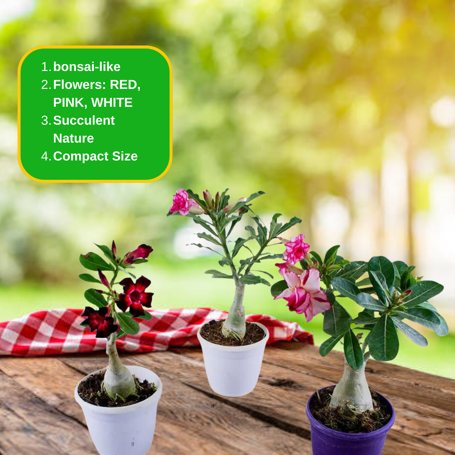 Adenium Obesum