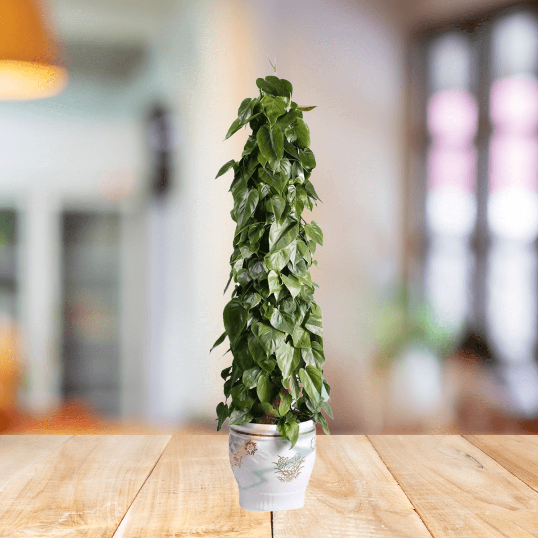 Money Plant - Devils ivy - BioSync Plants®