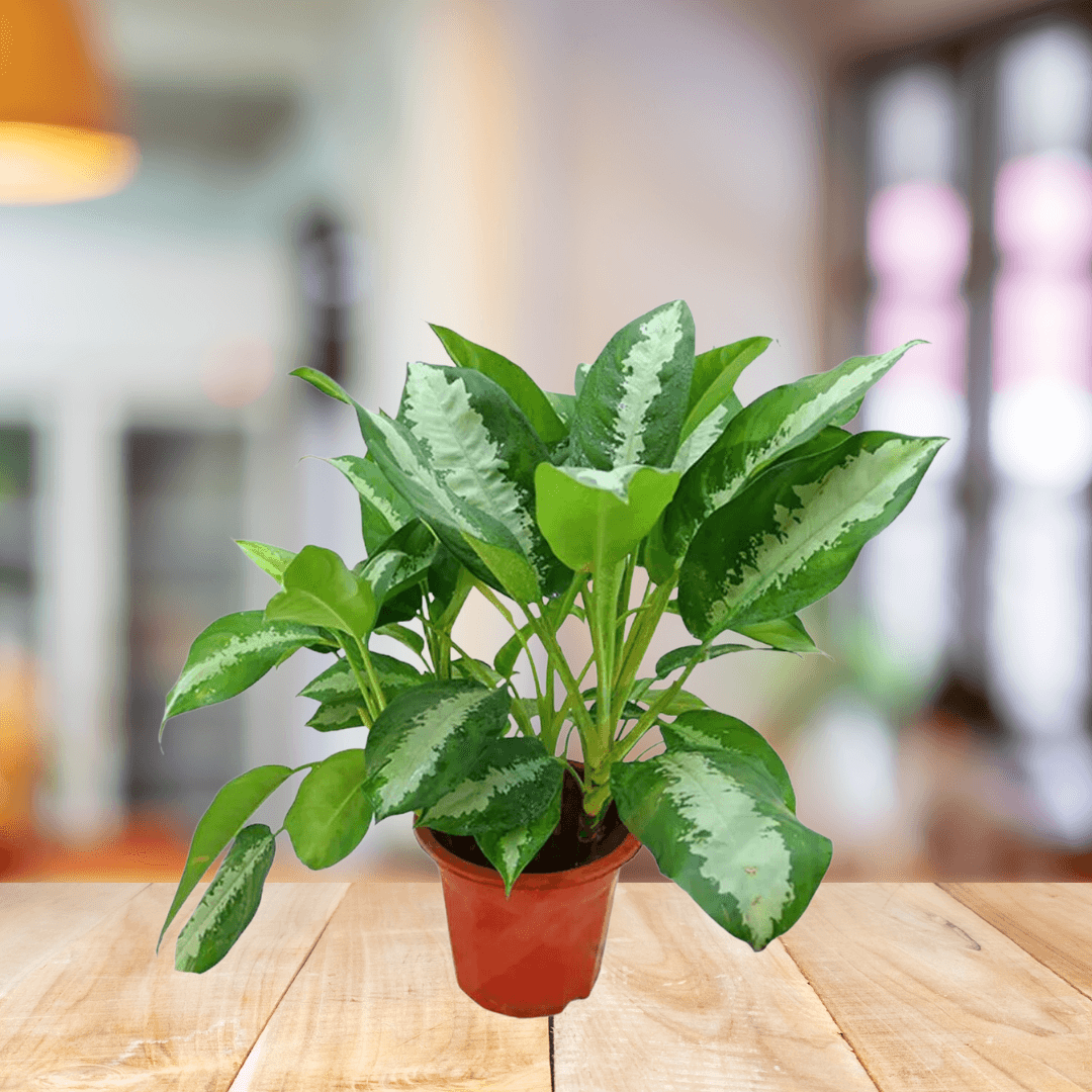 Aglonema Pataya - BioSync Plants®