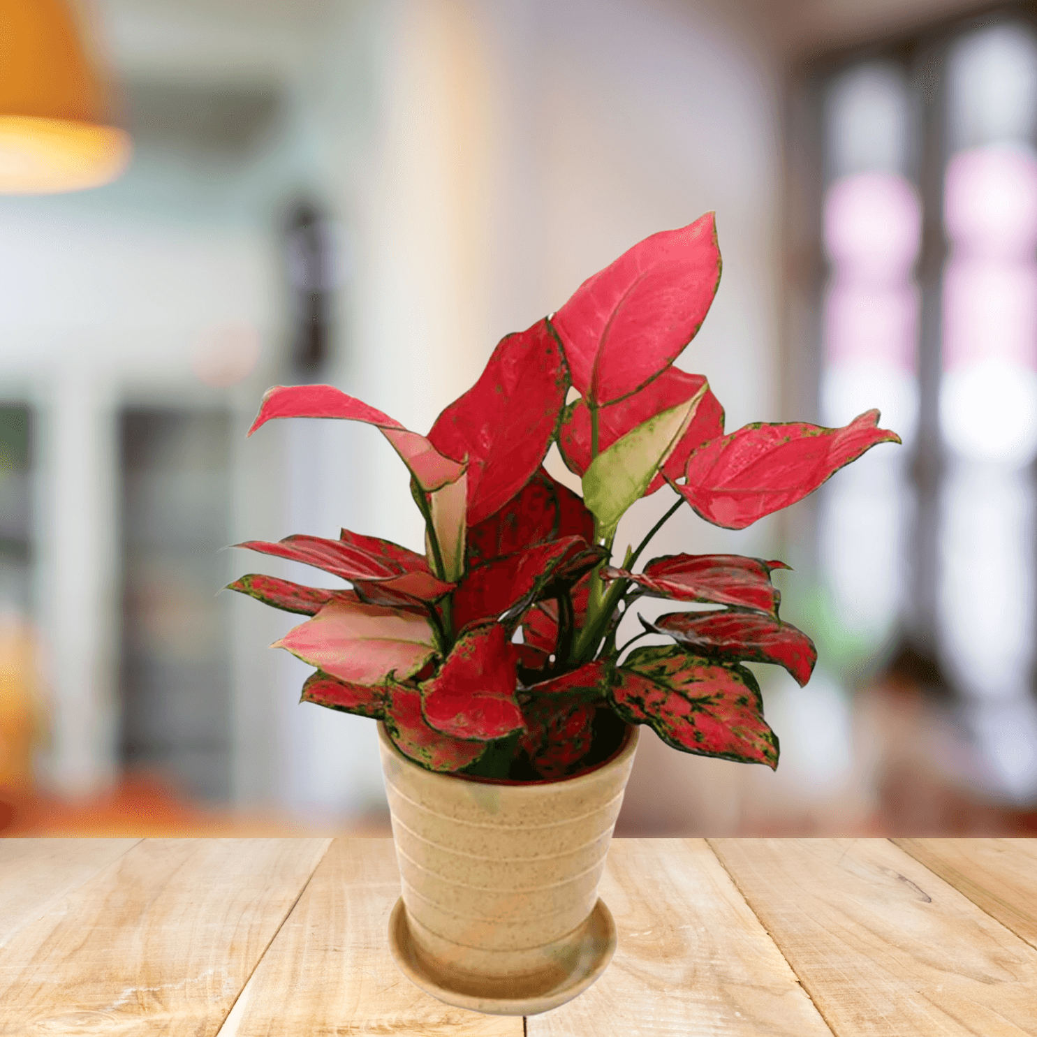 Aglaonema Red Valentine - BioSync Plants®