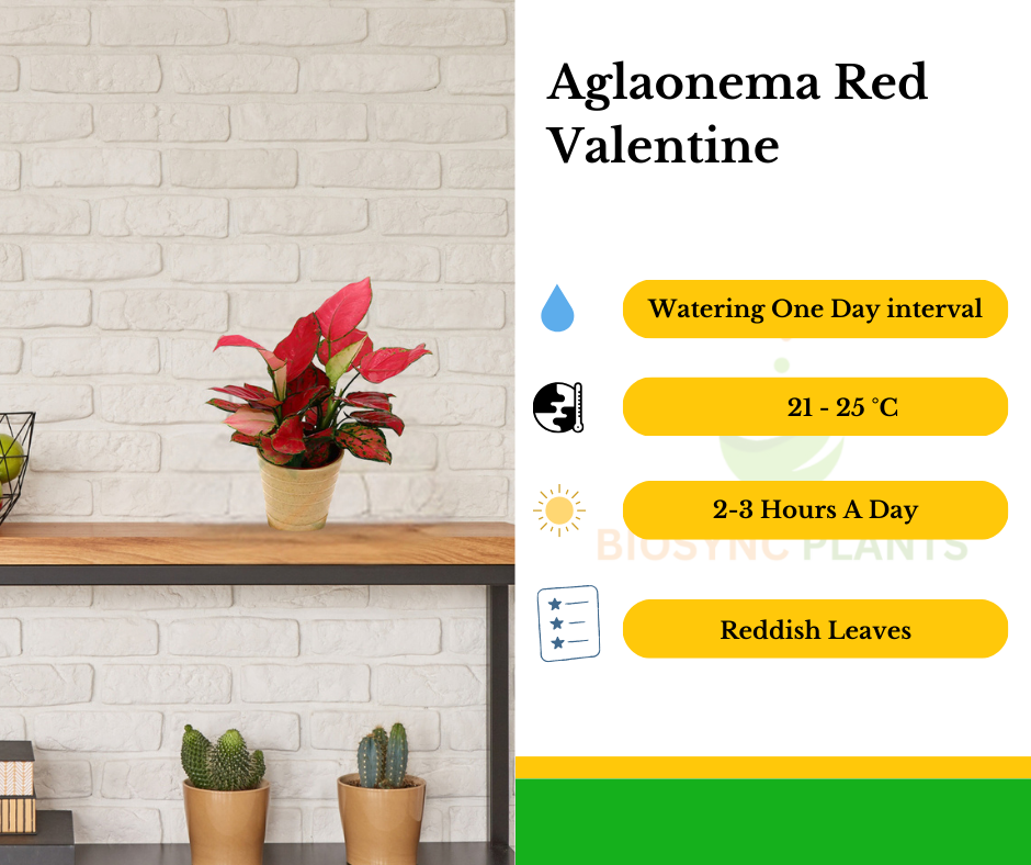 Aglaonema Red Valentine