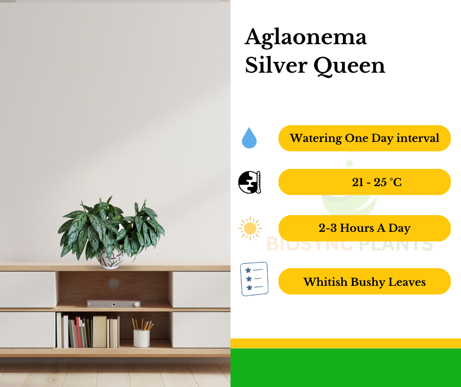 Aglaonema Silver Queen