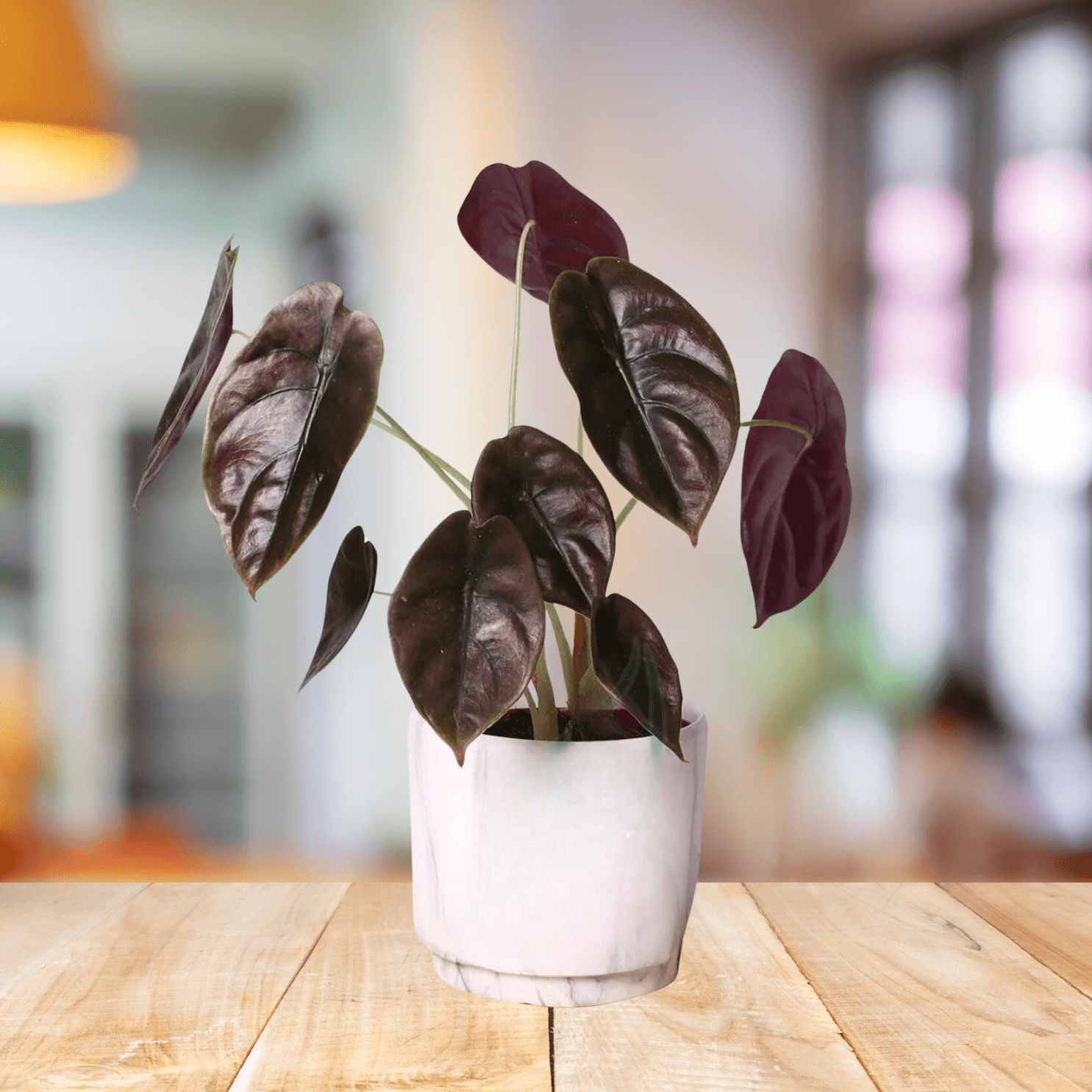 Alocasia Cuprea (Red Secret) - BioSync Plants®