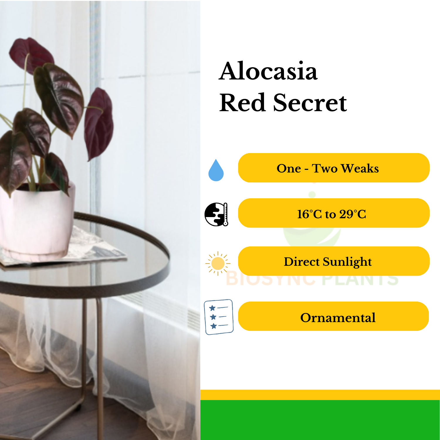 Alocasia Cuprea (Red Secret)