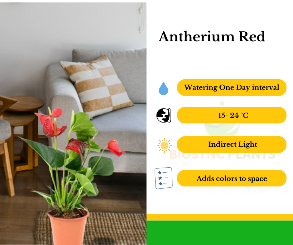 Anthurium