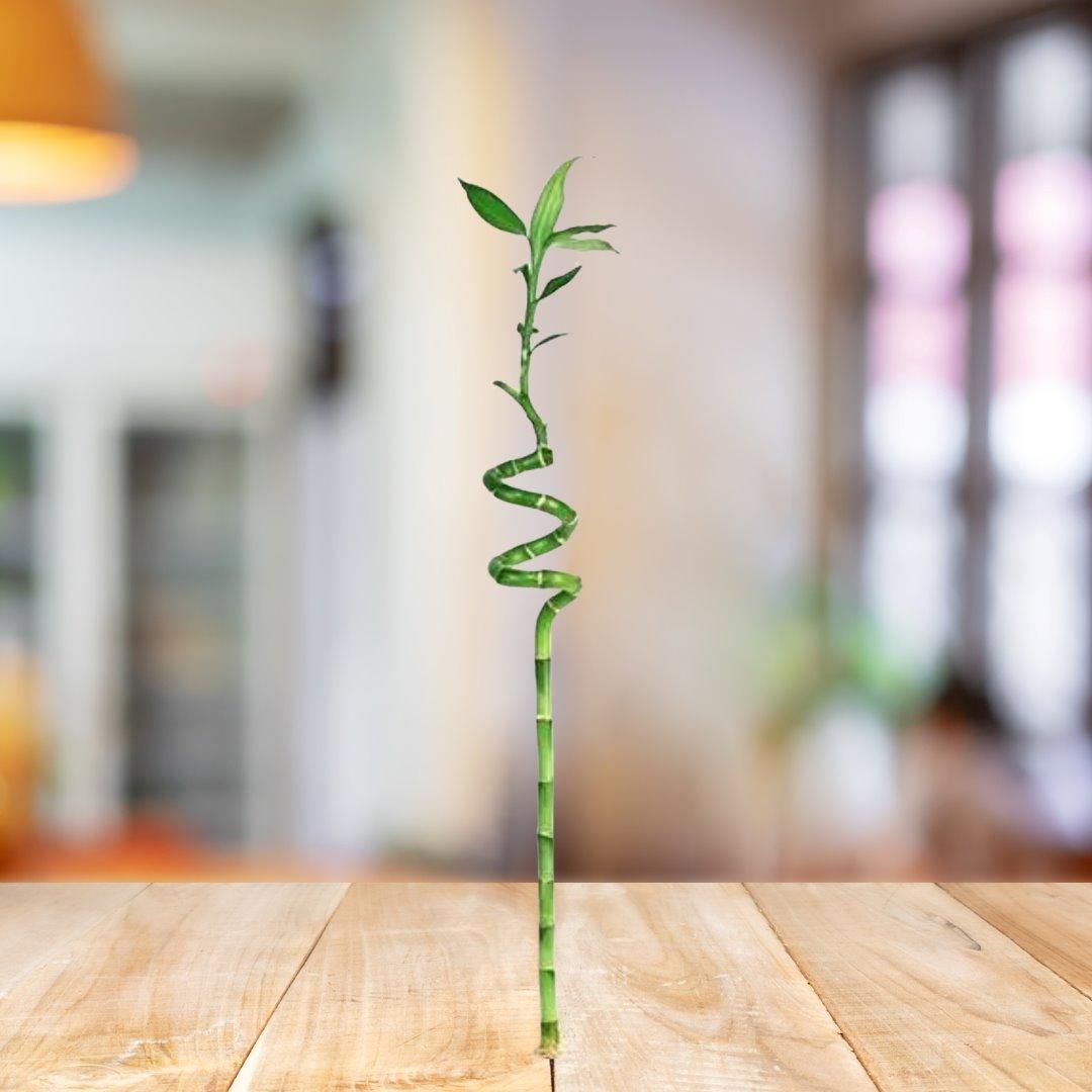 Lucky Bamboo Stick 1 Meter House Plant BioSync Plants® 