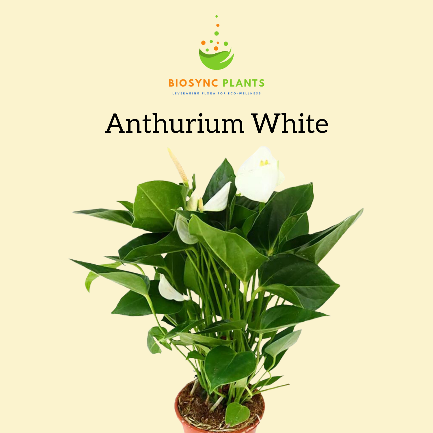 Anthurium