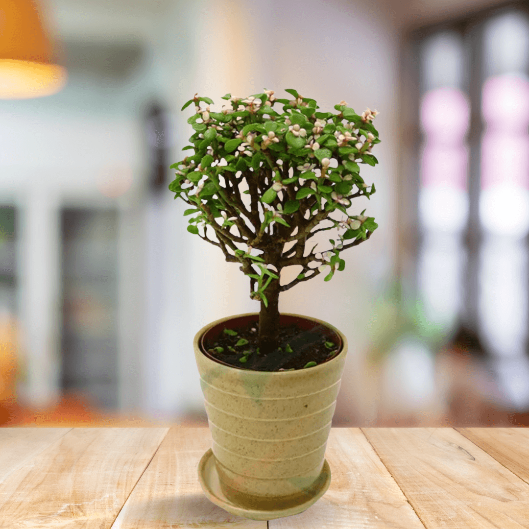 Crassula - Jade - BioSync Plants®
