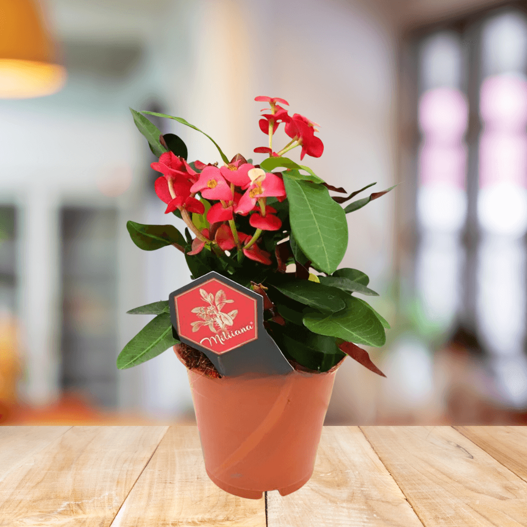 Euphorbia Crown - BioSync Plants®