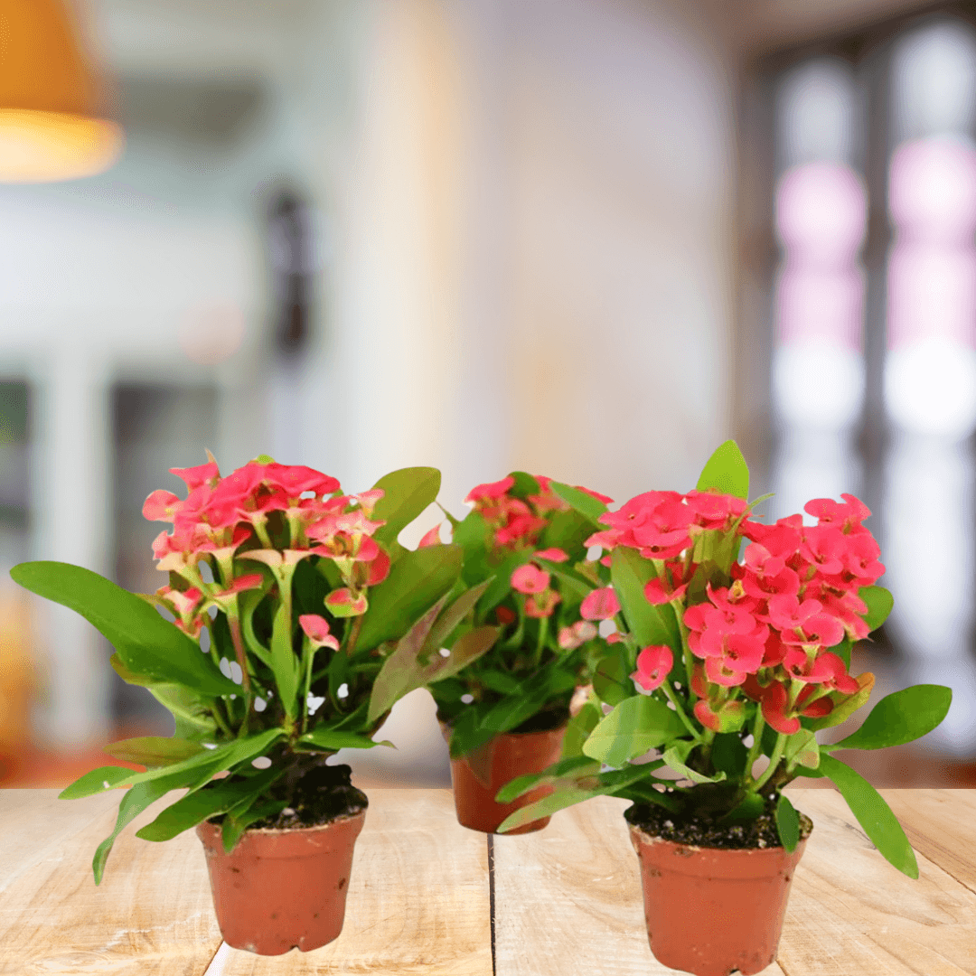 Euphorbia Crown - BioSync Plants®