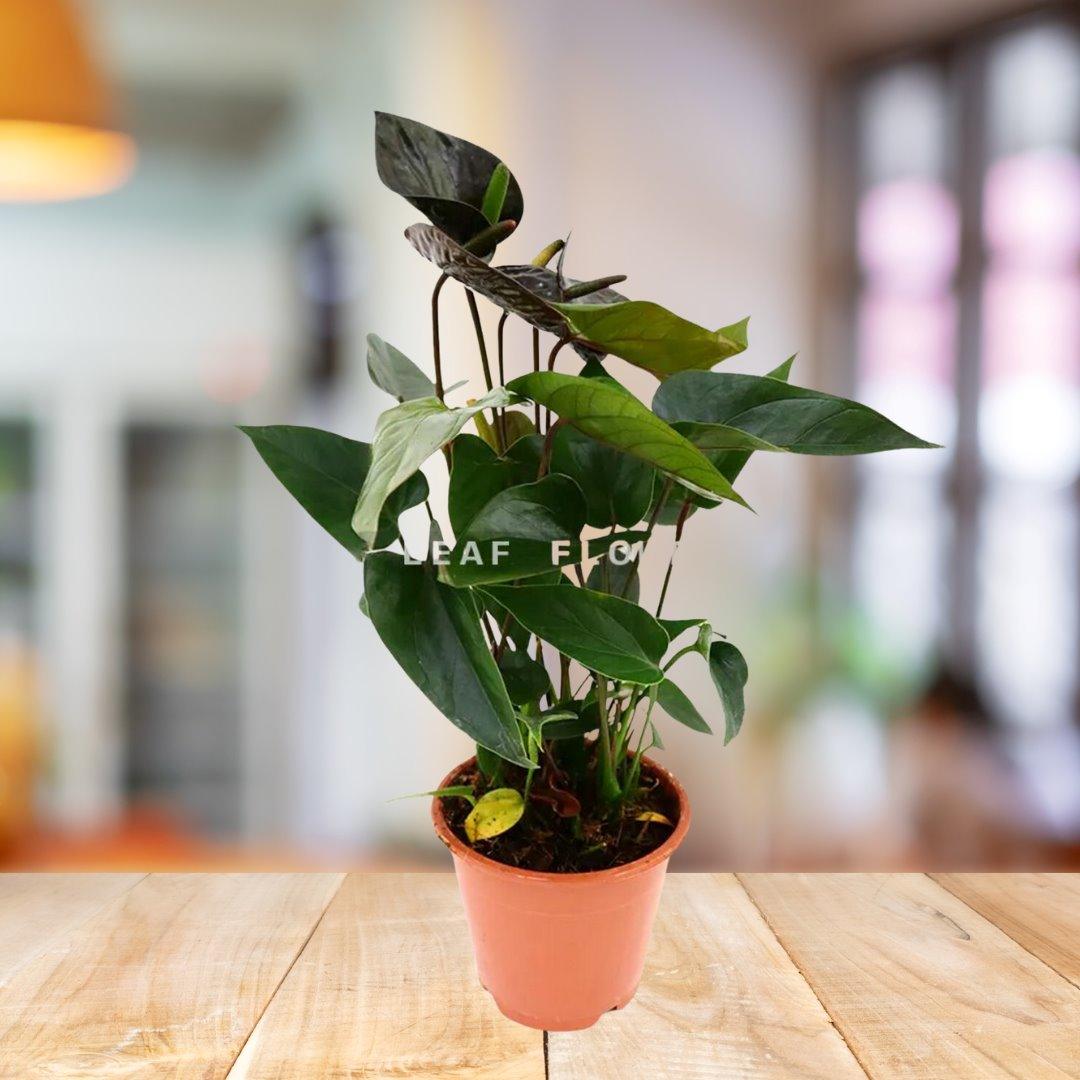 Anthurium House Plant BioSync Plants® Black Medium Grower