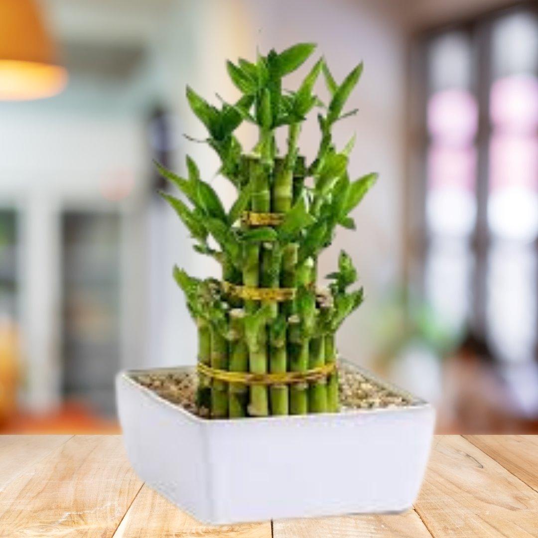 Lucky Bamboos House Plant BioSync Plants® 