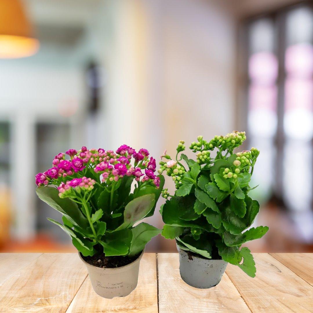 Kalanchoe House Plant BioSync Plants® 