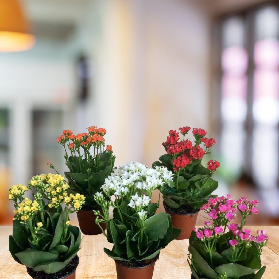 Kalanchoe House Plant BioSync Plants® 