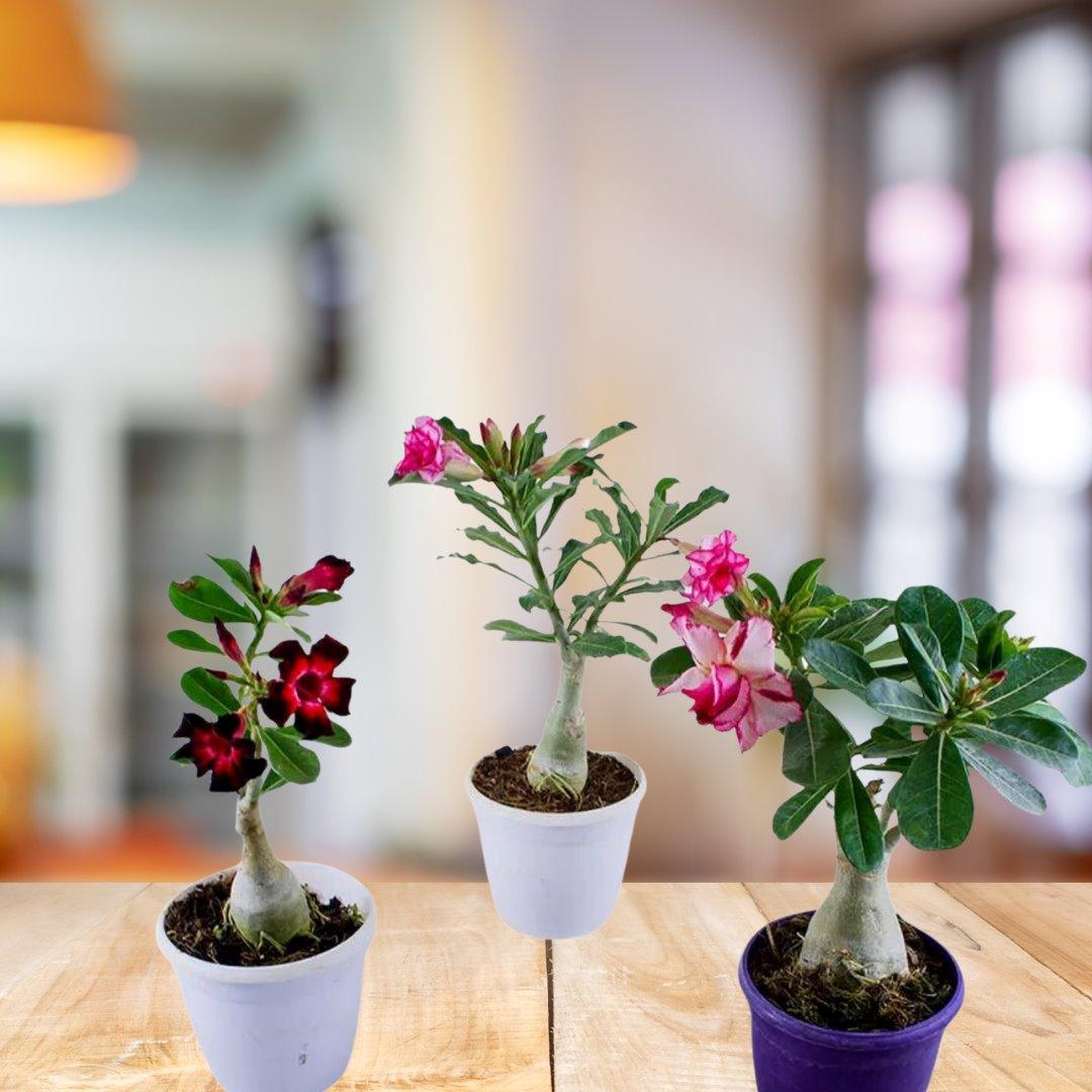 Adenium Obesum House Plant BioSync Plants® 