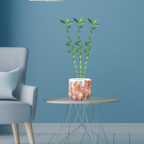 Lucky Bamboo Stick 1 Meter House Plant BioSync Plants® 