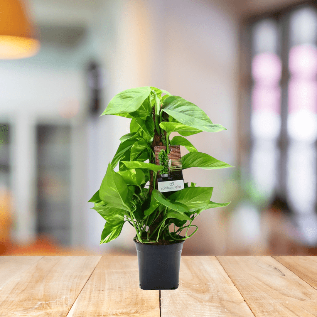 Money Plant - Devils ivy - BioSync Plants®