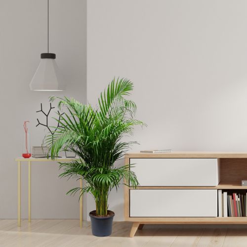 Areca Palm - Cat Palm - BioSync Plants®