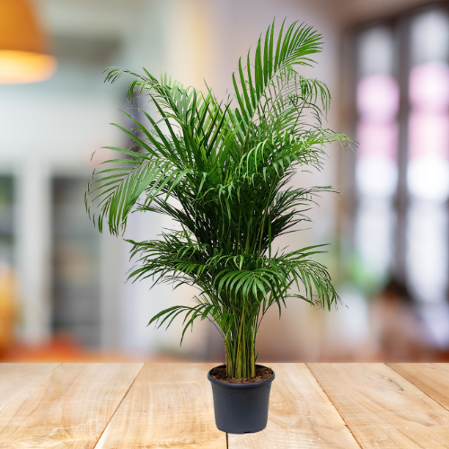 Areca Palm - Cat Palm - BioSync Plants®