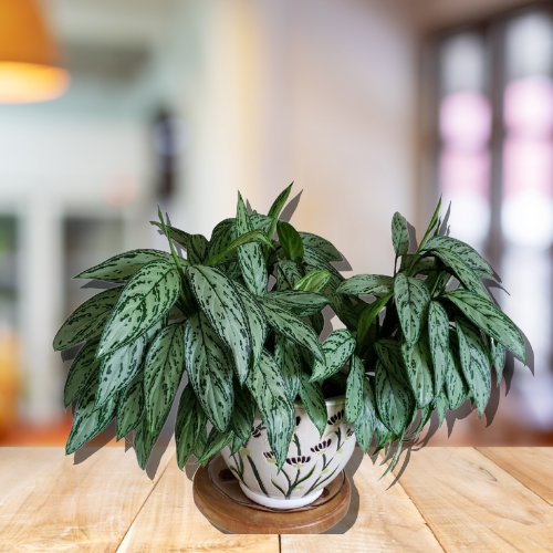 Aglaonema Silver Queen