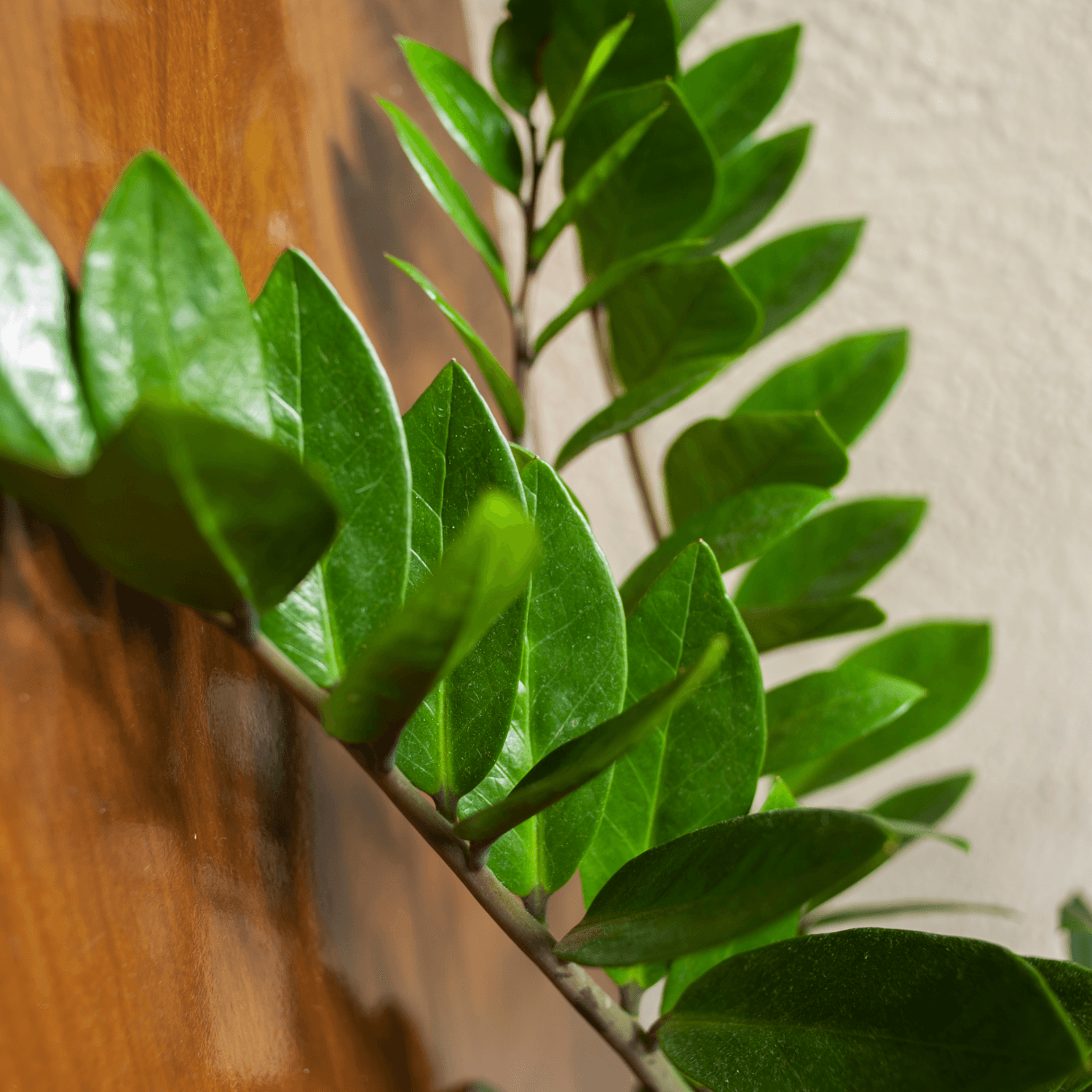 Zamioculcas Zamiifolia Black ZZ Plant - BioSync Plants®