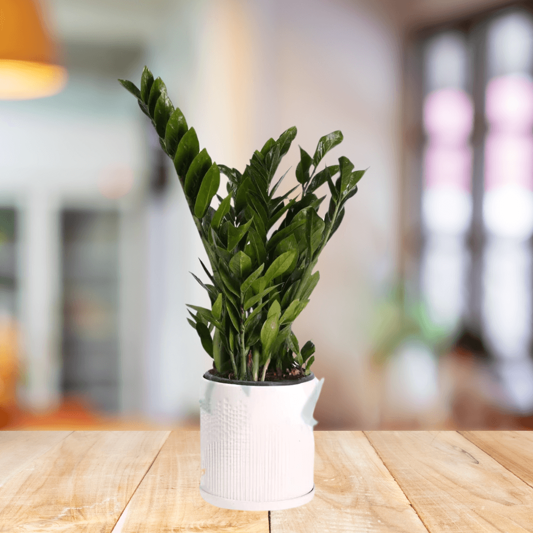 Zamioculcas Zamiifolia Black ZZ Plant - BioSync Plants®