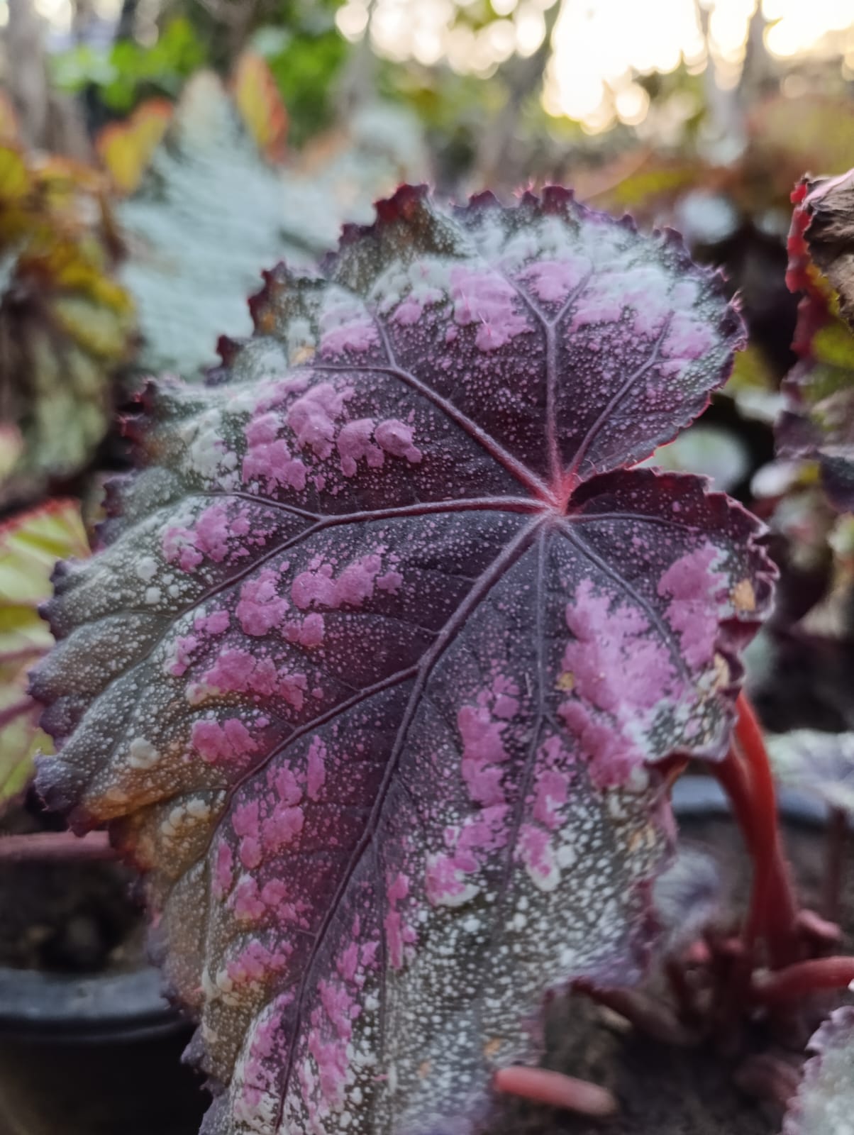 Coleus
