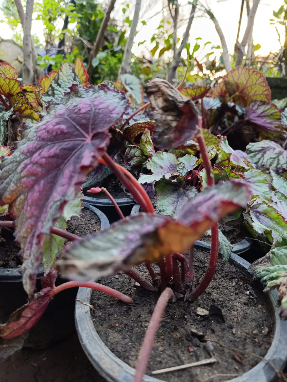 Coleus