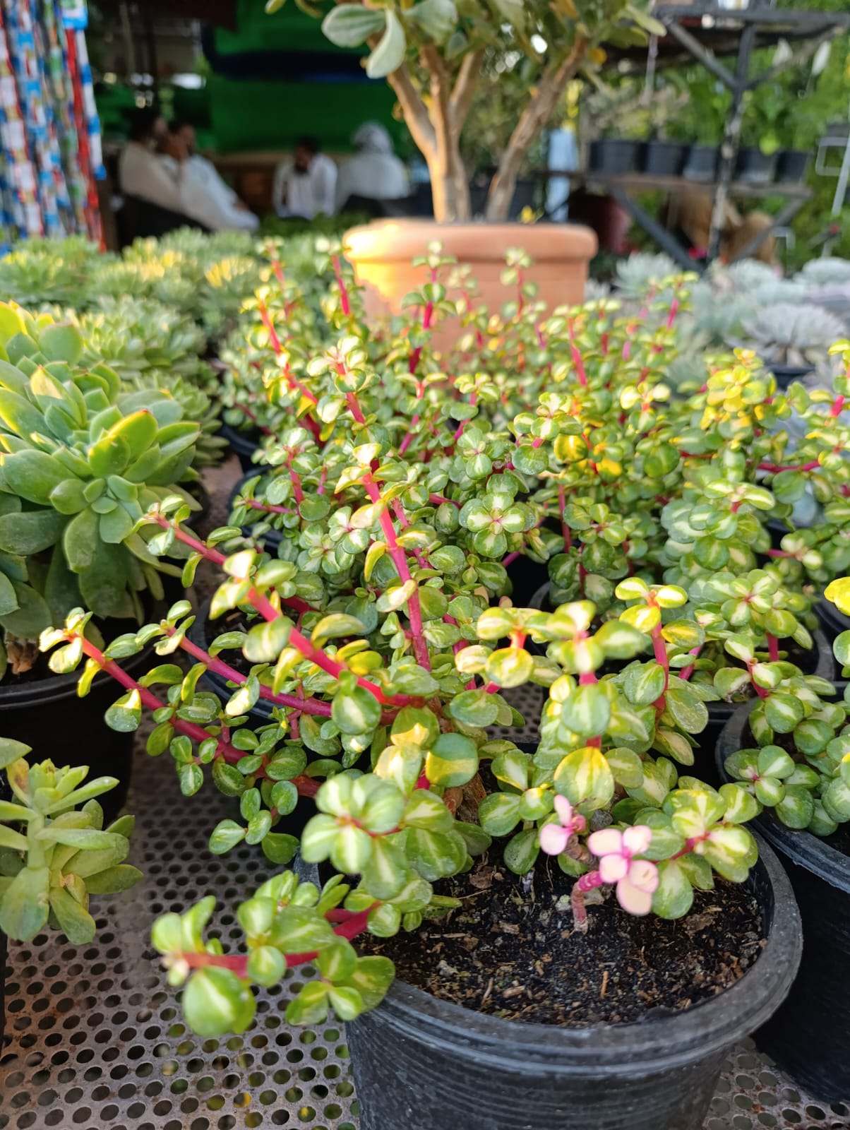 Crassula - Jade