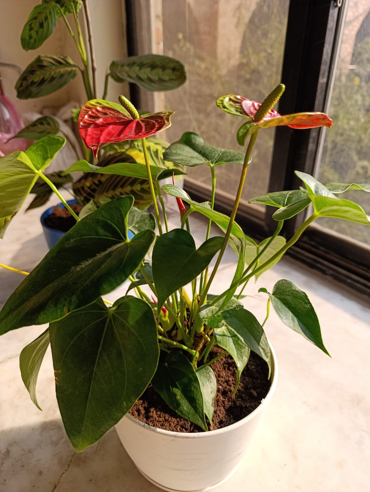 Anthurium