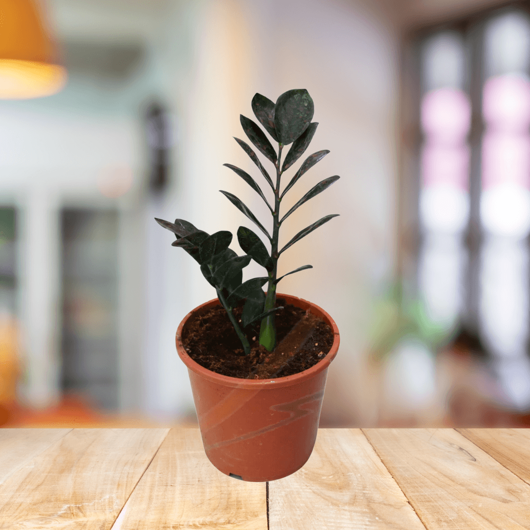 Zamioculcas Zamiifolia Black ZZ Plant - BioSync Plants®