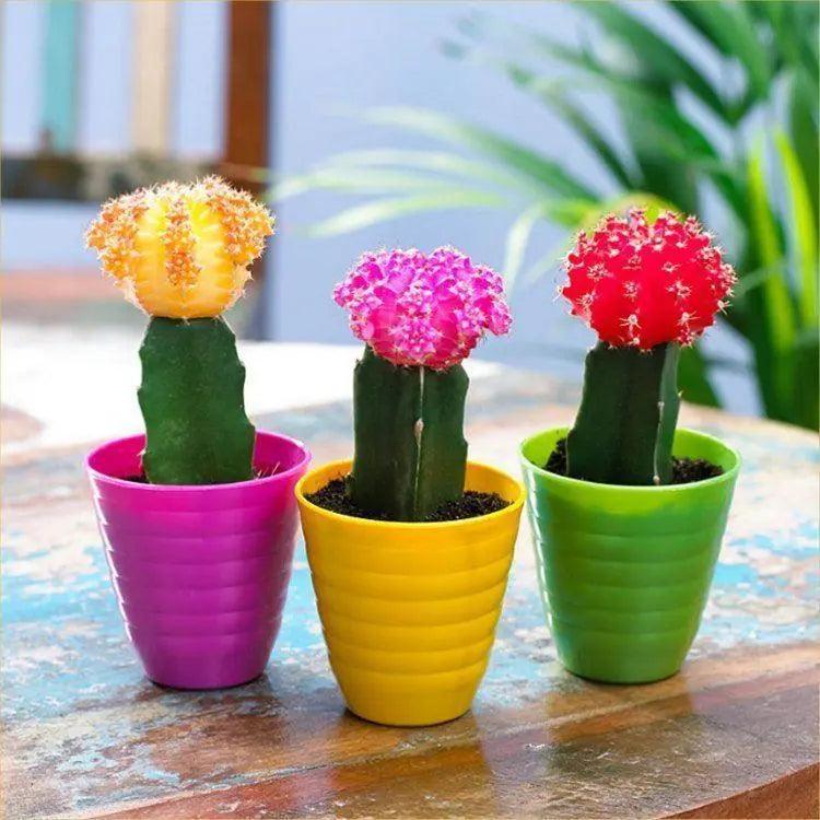 Gymnocalycium - BioSync Plants®