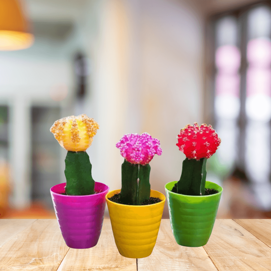 Gymnocalycium - BioSync Plants®